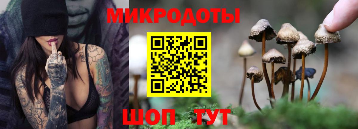 Галлюциногенные грибы Psilocybine cubensis Коломна